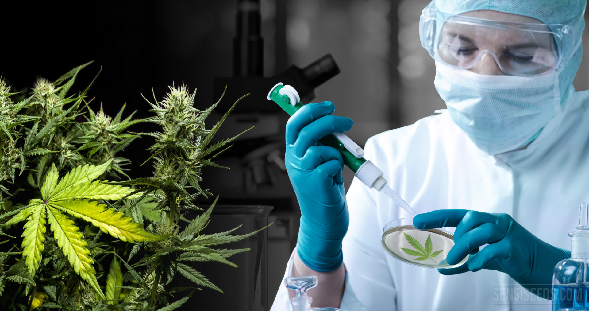 Thriving Cannabis Testing Services Market Poised for Rapid Growth