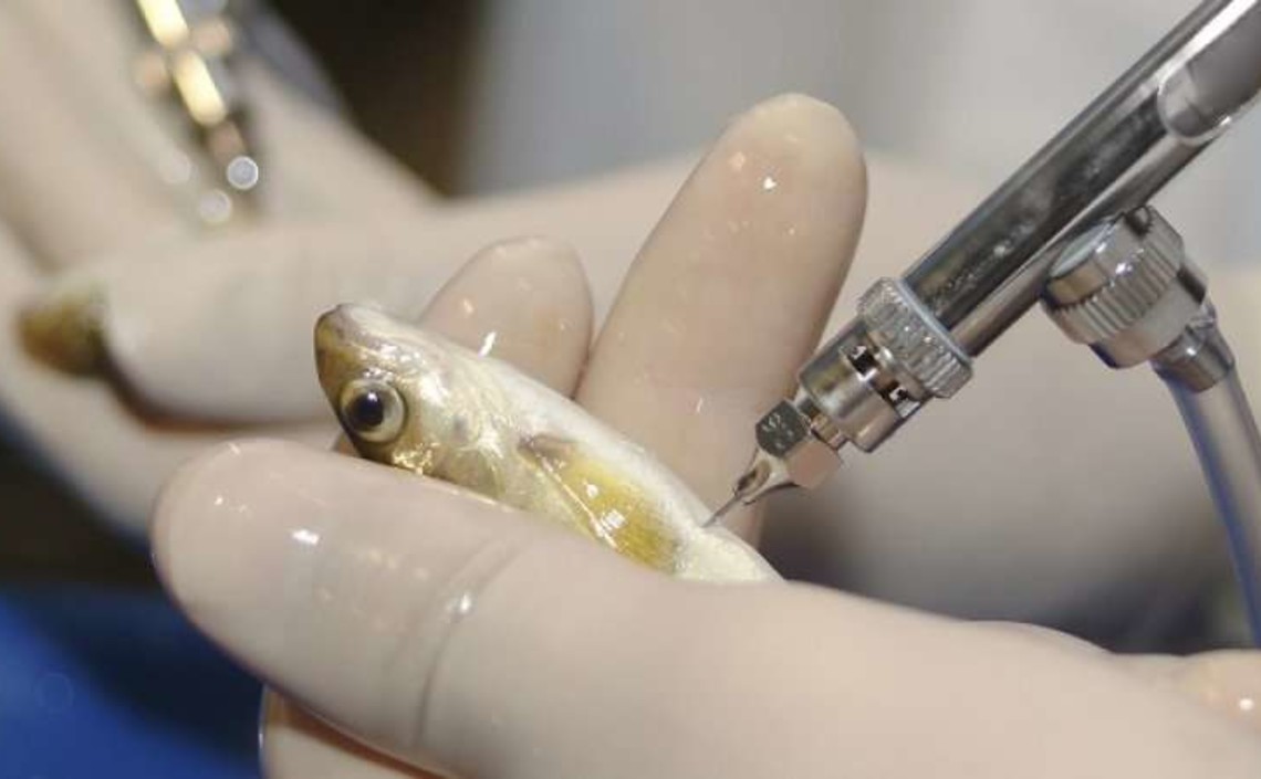 Fish Vaccine Market Is Estimated To Witness High Growth Owing To Rising Aquaculture Industry