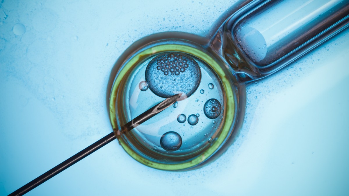 Noninvasive Test for Evaluating Lab-Grown Embryos May Improve IVF Treatment