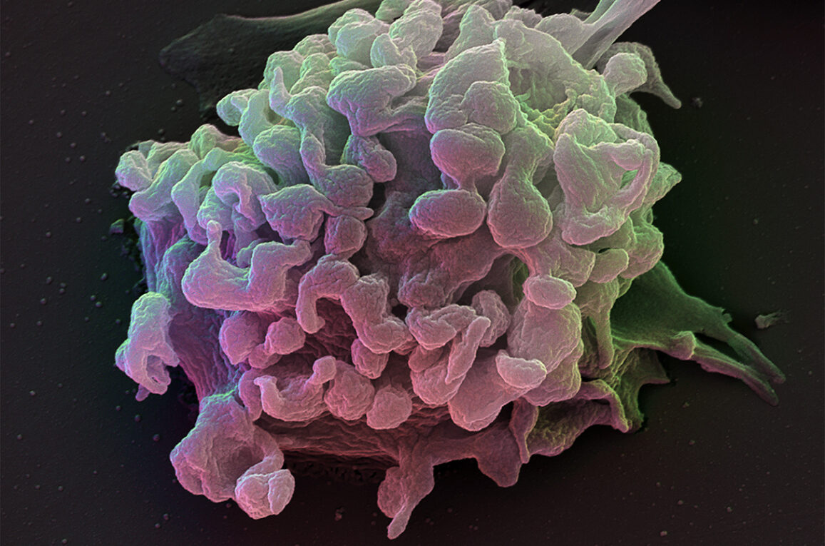 Human T Cells