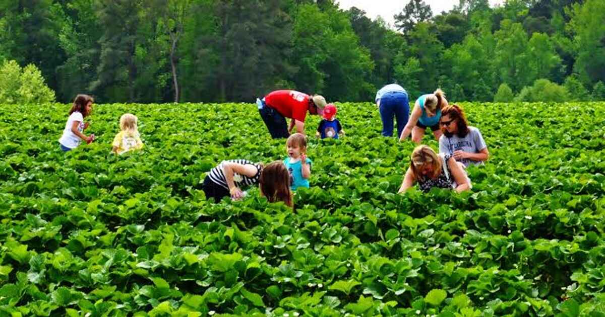 Agritourism Market is Estimated to Witness High Growth Owing to Increasing Demand for Rural Experiences