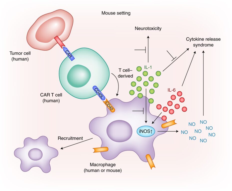 South Korea Car-T Cell Therapy : South Korea’s Leading In Car-T Cell Therapy Globally