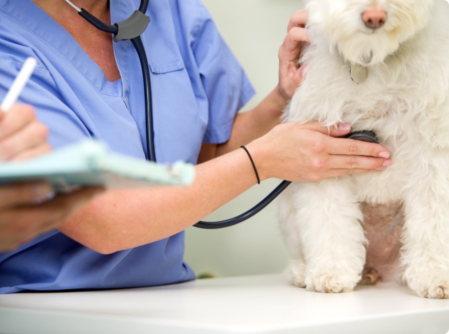 Veterinary Dermatology Drugs: An Overview of Common Drugs Used to Treat Skin Conditions in Pets